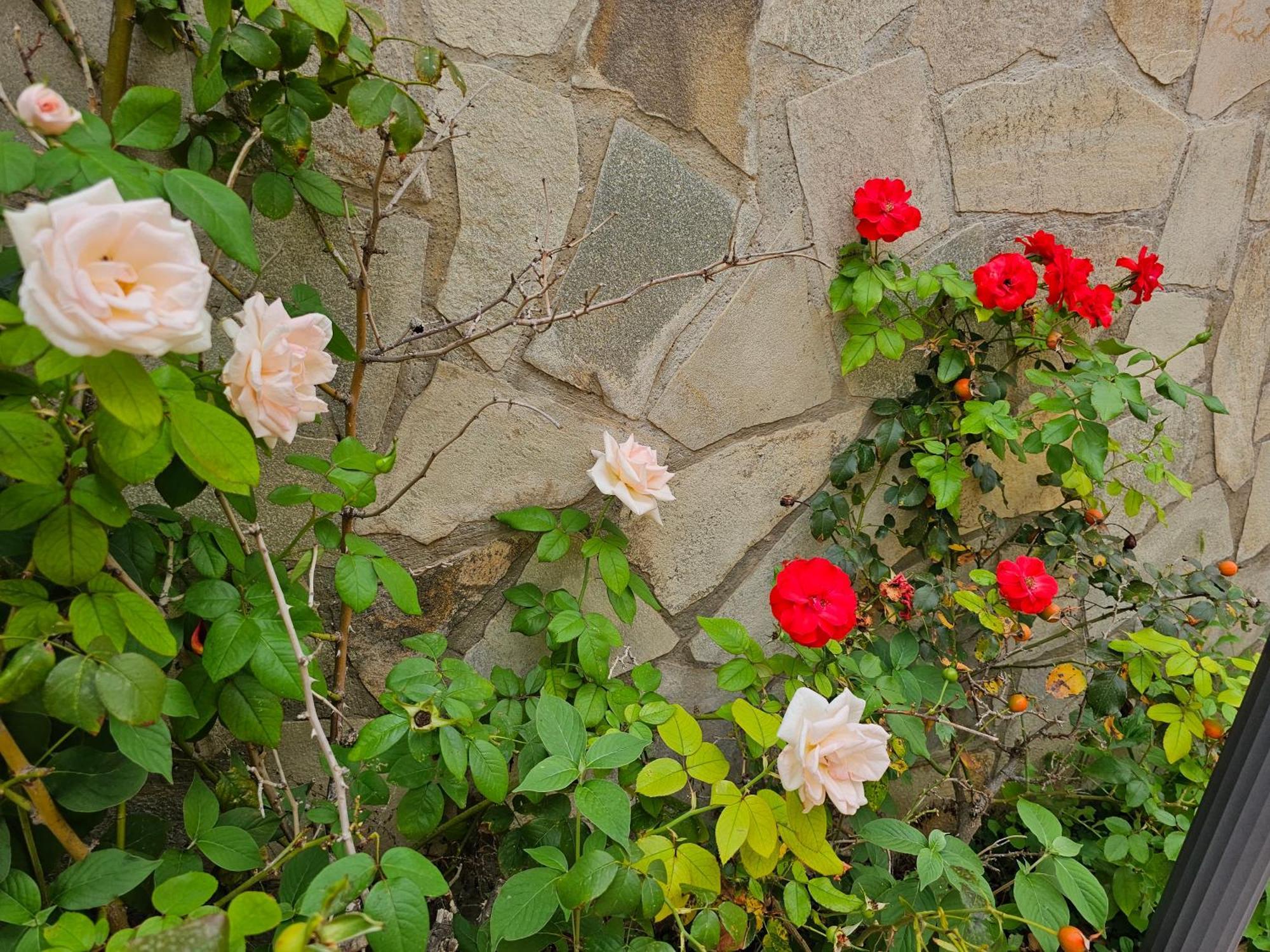 Villa Rosa Palermo Exterior foto
